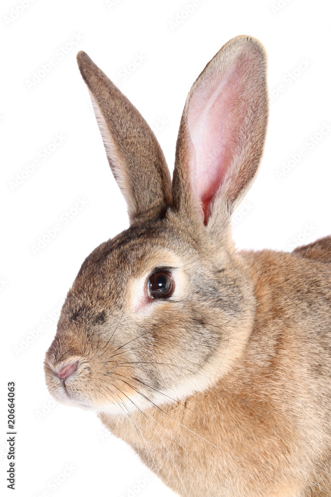 Fototapeta premium rabbit , isolated.