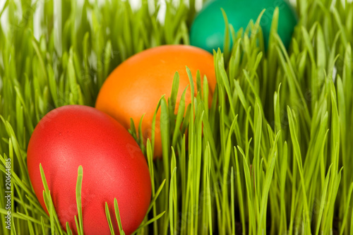 Colorful easter eggs in fresh grass