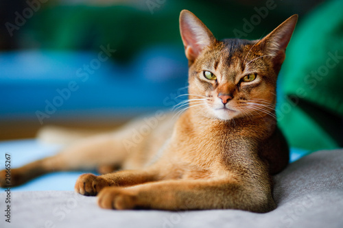 young Abyssinian cat in action
