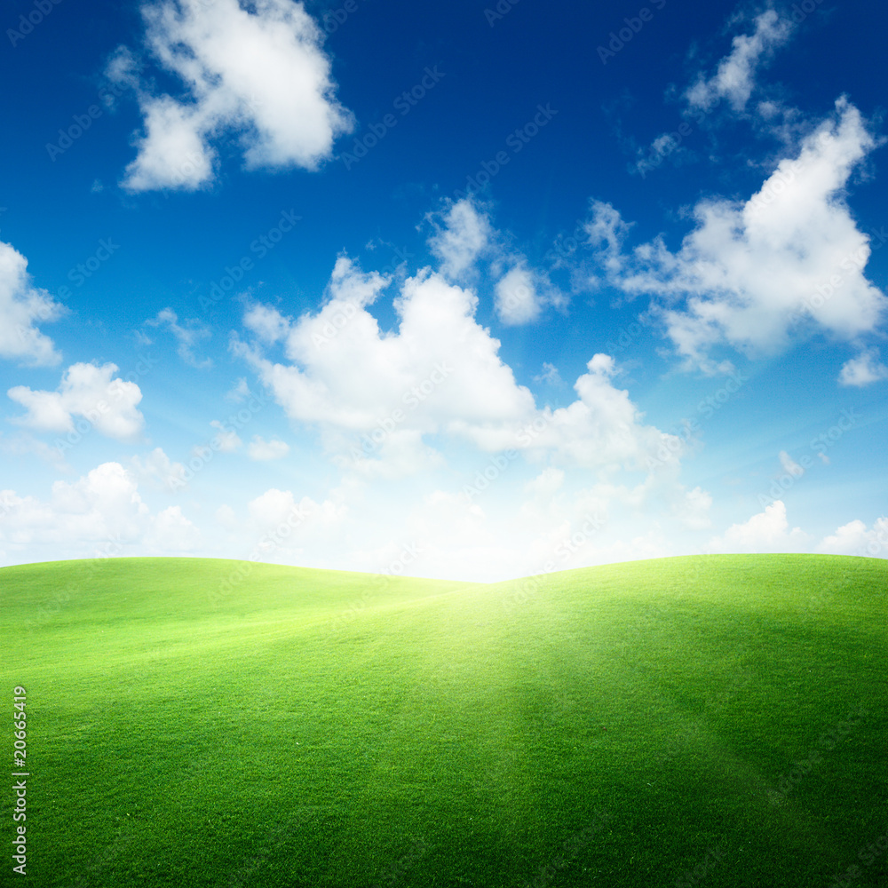 Obraz premium field of green grass and blue sky