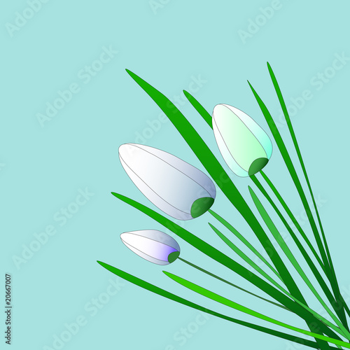 Spring Flower