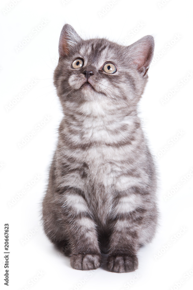 Obraz premium Kot brytyjski na białym tle