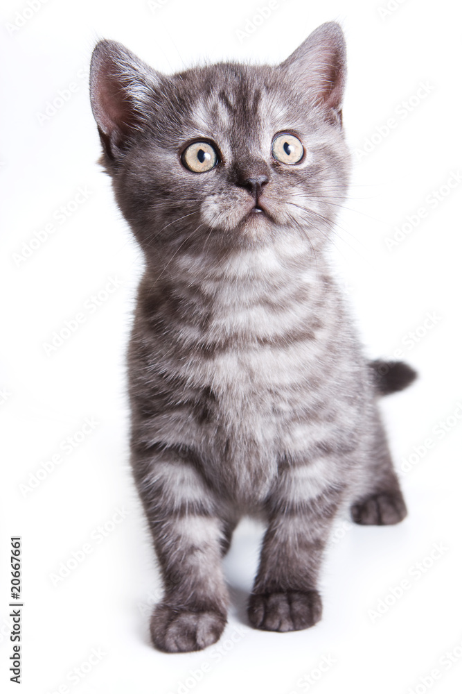 Obraz premium Kot brytyjski na białym tle