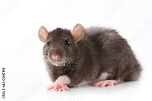 Small rat on white background