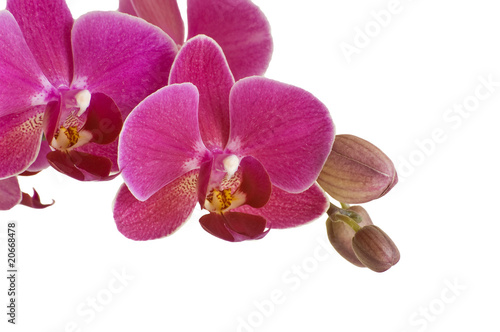 Orchidee