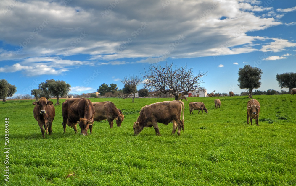 Cows grazing in apulian countryside. Cows grazing in apulian countryside.