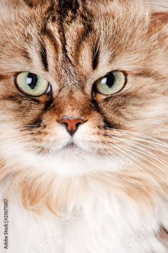 portrait of Siberian cat.