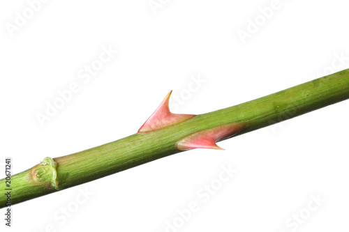 rose thorn on green stem