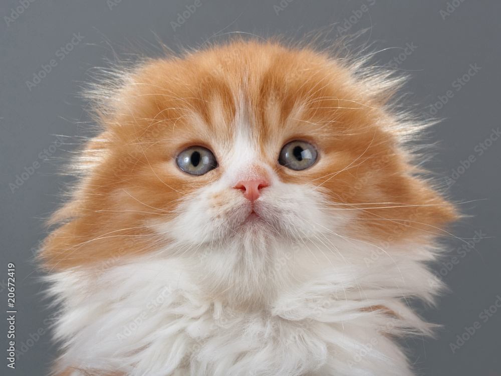 Male kitten scottish fold breed Male kitten scottish fold breed