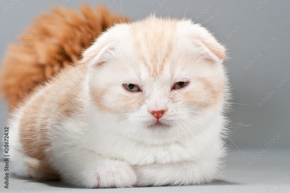 Obraz premium Male kitten scottish fold breed
