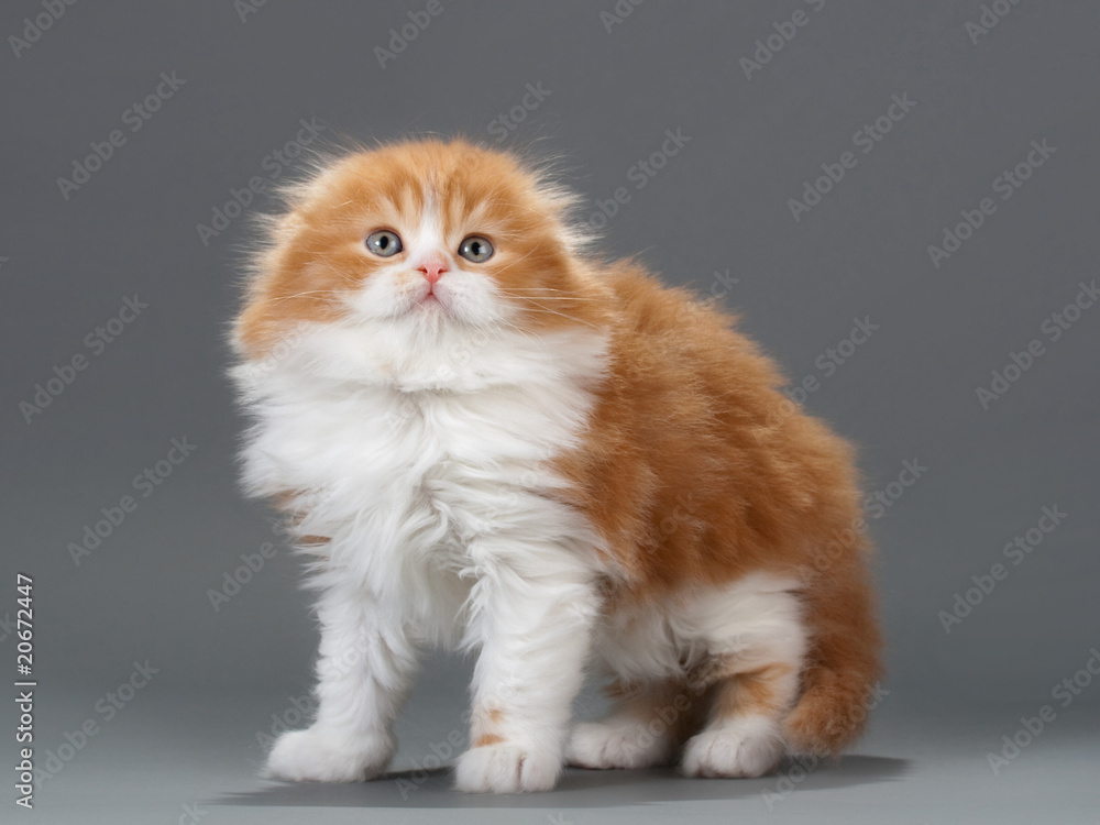 Male kitten scottish fold breed Male kitten scottish fold breed