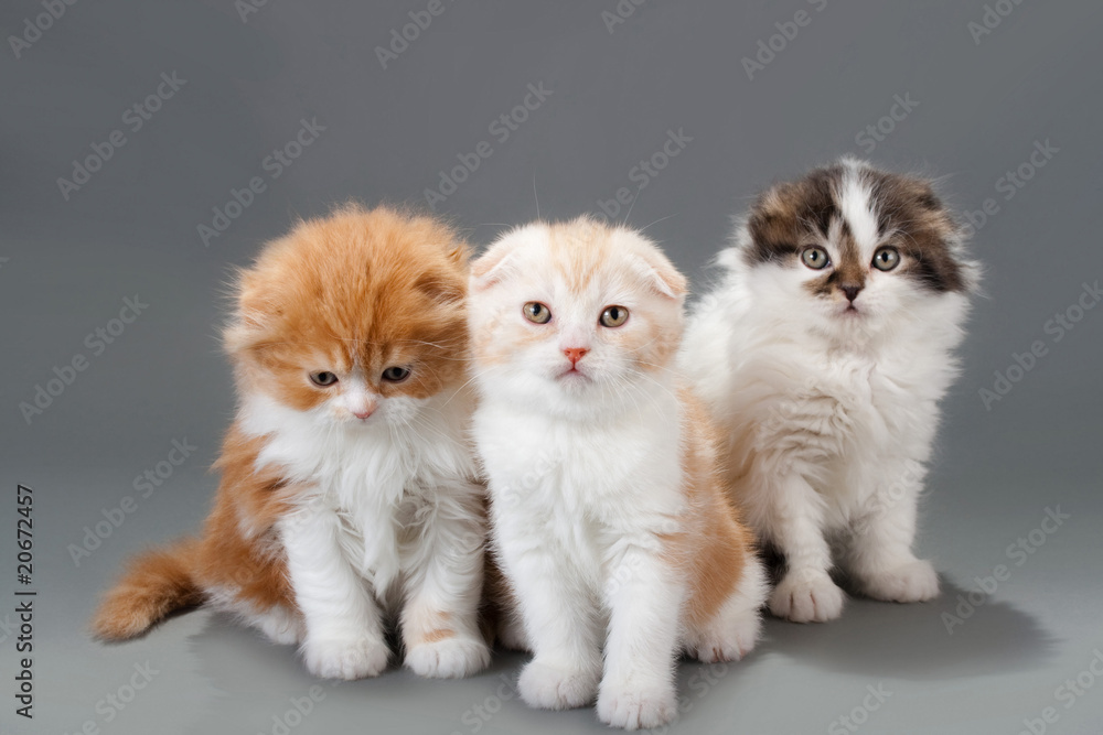 Male kitten scottish fold breed