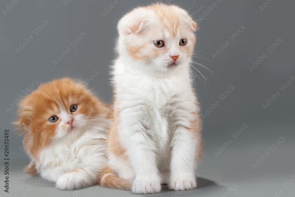 Fototapeta premium Kociak rasy Scottish Fold