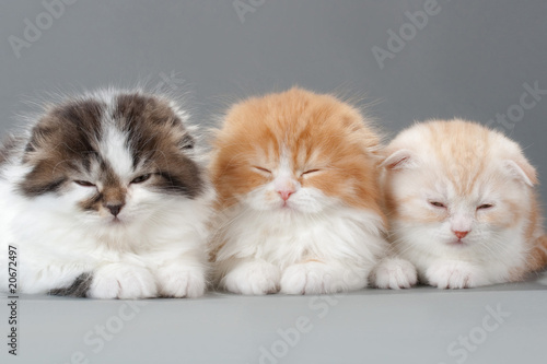 Quadro em tela Male kitten scottish fold breed