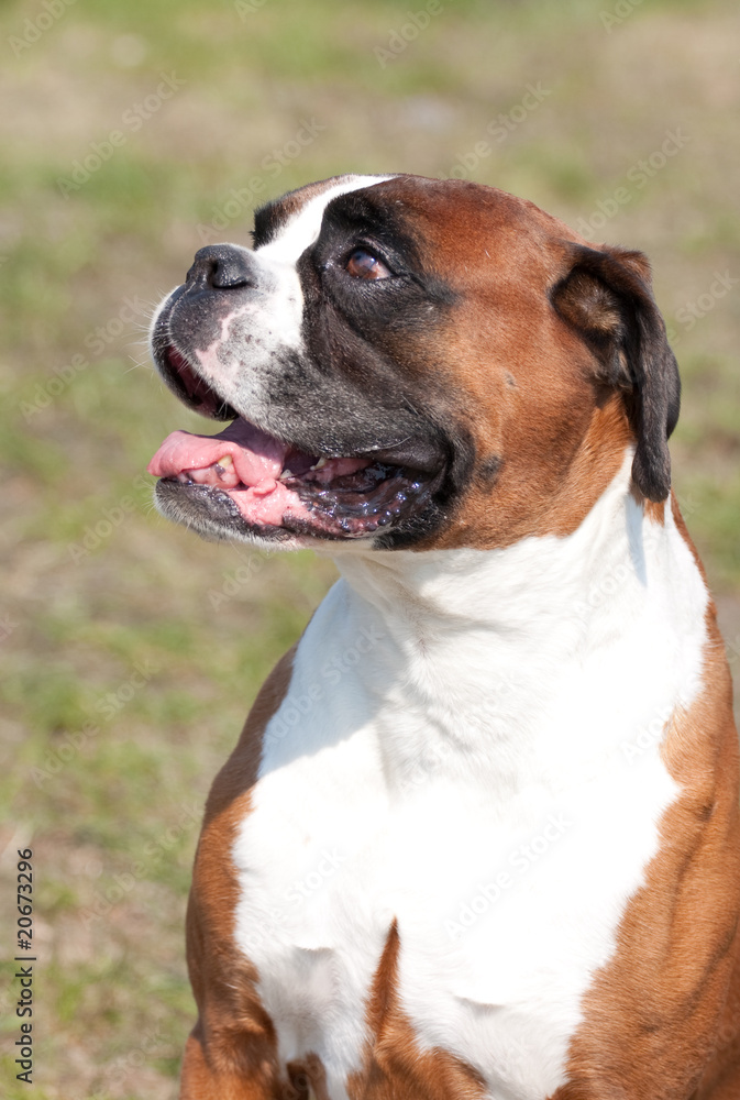 Portrait of bulldog Portrait of bulldog