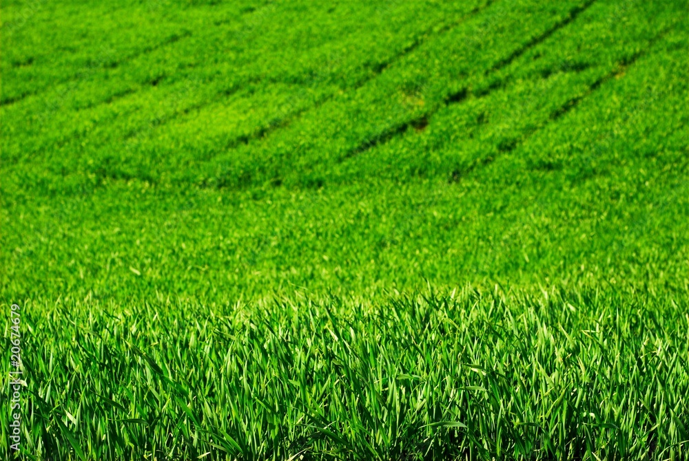 Fototapeta premium Wheat plants