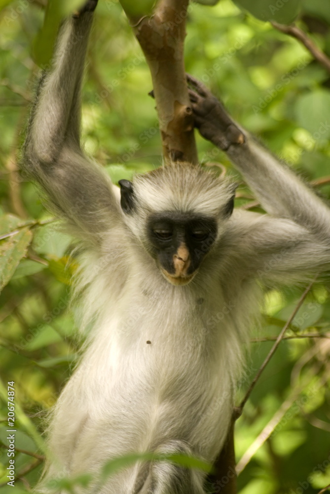 Fototapeta premium Red colobus, Jozani - Chwaka National Park, Zanzibar, Tanzania
