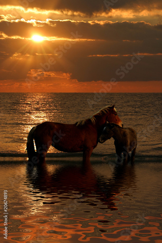 cavalli al tramonto photo