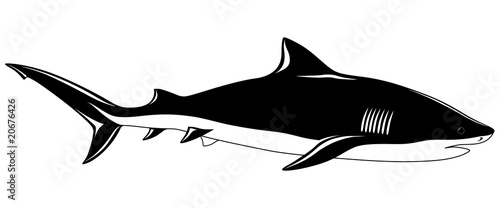 Shark, tattoo