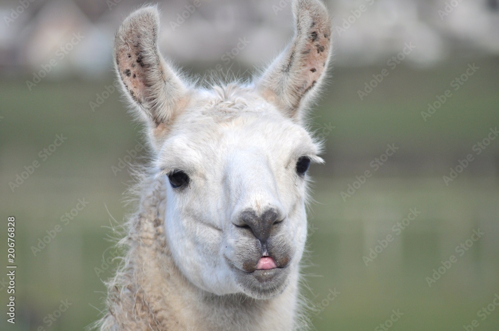 Fototapeta premium Llama