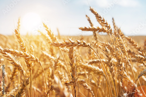 grain in a farm field and sun.