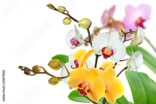Orchideen 65