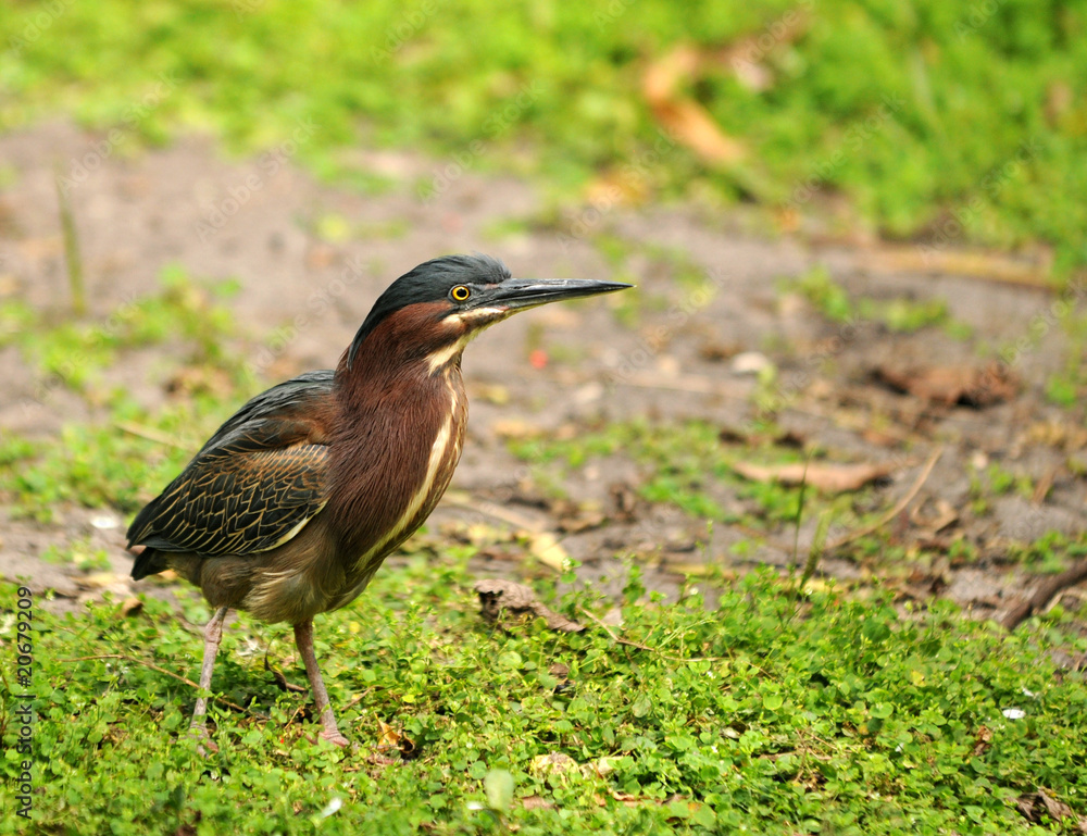Obraz premium Green heron