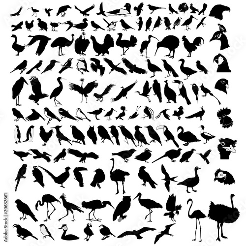 collection of bird