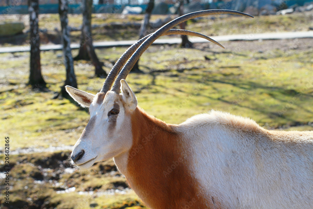Fototapeta premium antilope