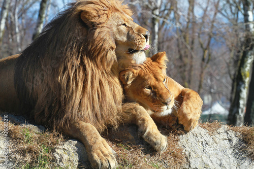 leone e leonessa photo