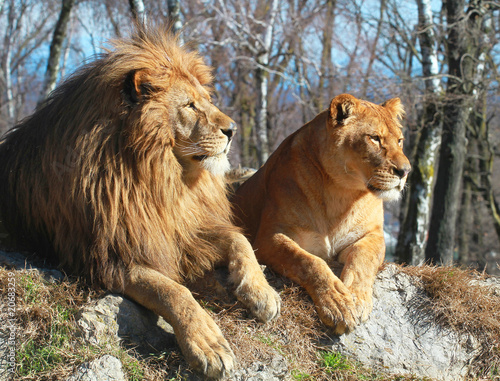 leone e leonessa photo