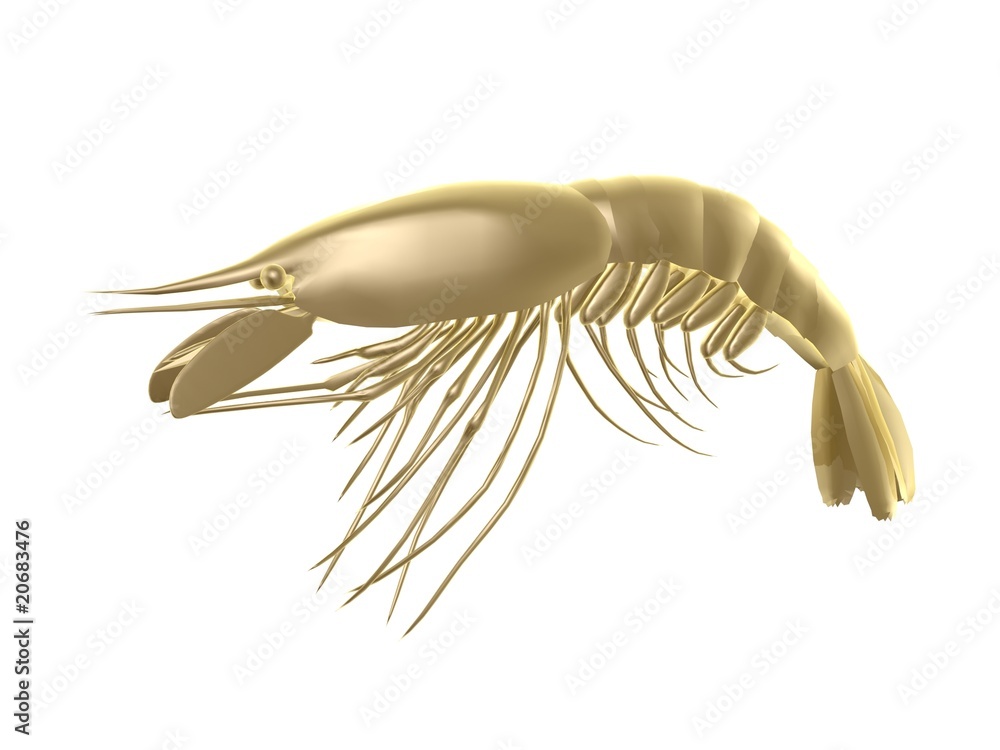 Obraz premium golden prawn