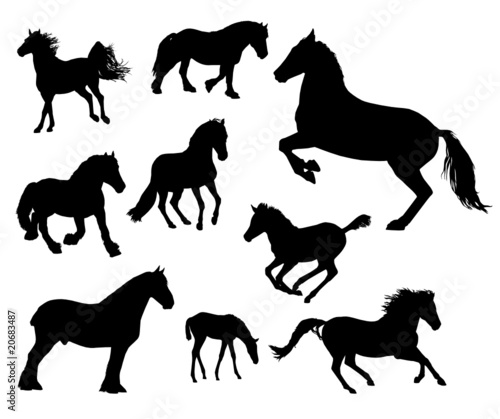 Horses silhouette