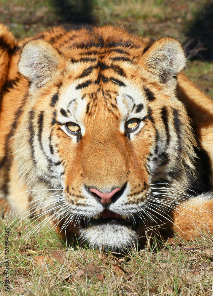 Fototapeta premium tigre