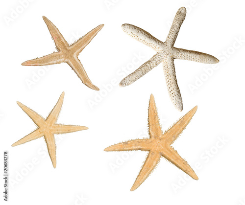 Close up of starfishes