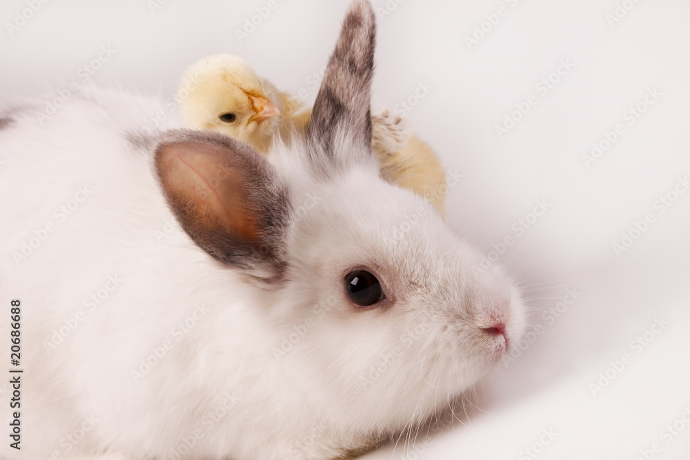 Rabbit and chicken Rabbit and chicken
