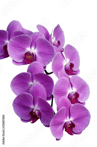 orchid  e 2