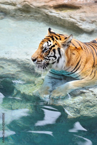 Picture of a bengal tiger near the water .
