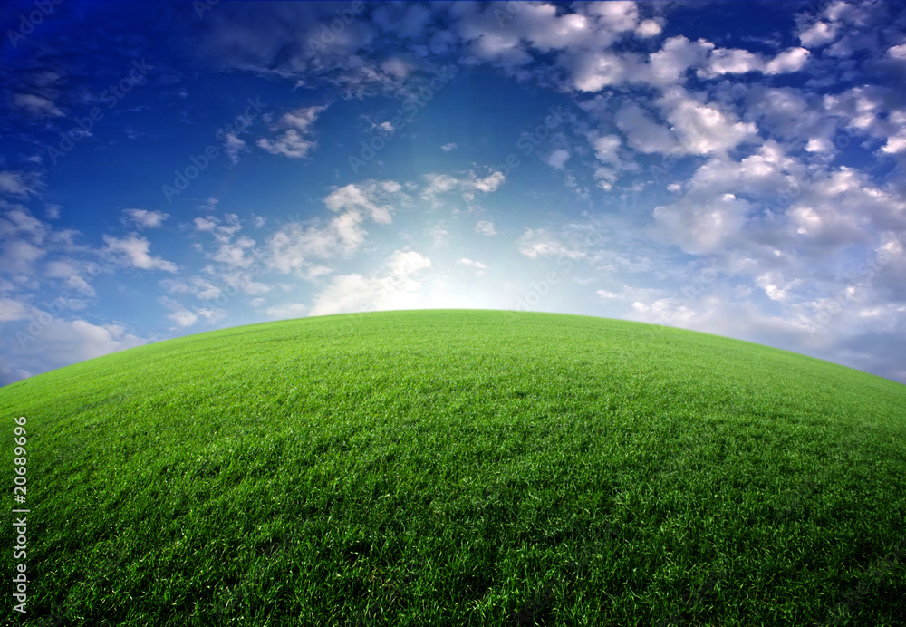 meadow meadow