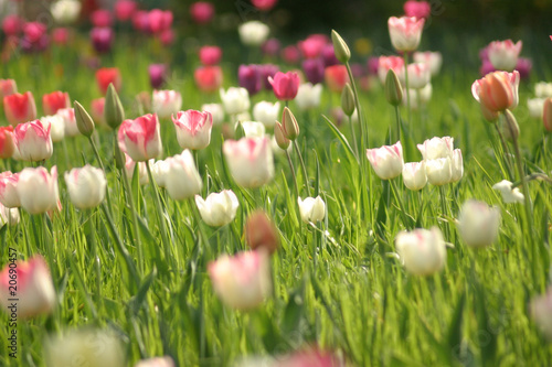 Tulpenwiese rosarot