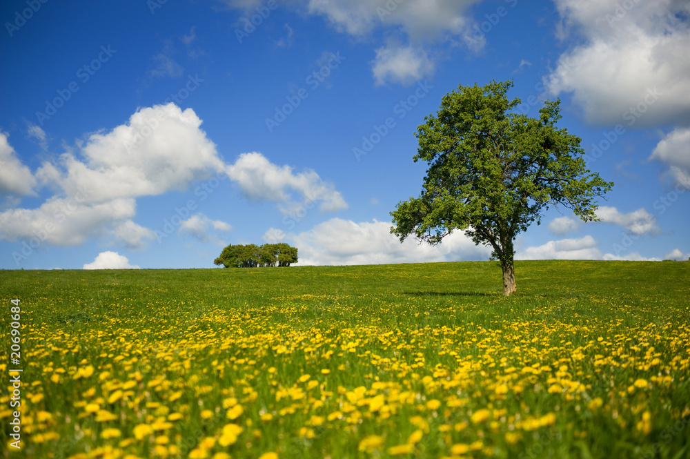 Grass fields with tree and clouds in the sky