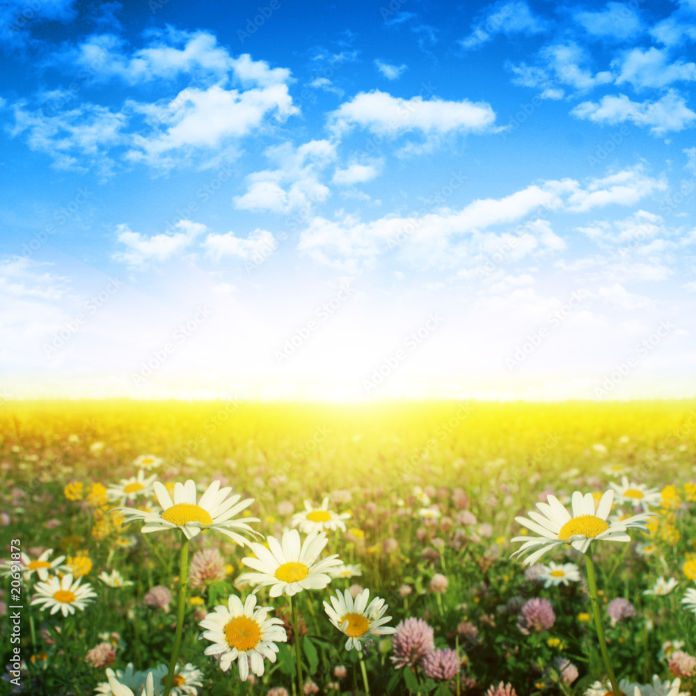 Flower field,blue sky and sun.