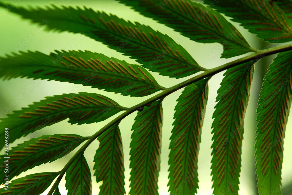 Naklejka premium foglie 349