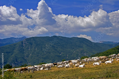 Pascoli dell'alto Molise