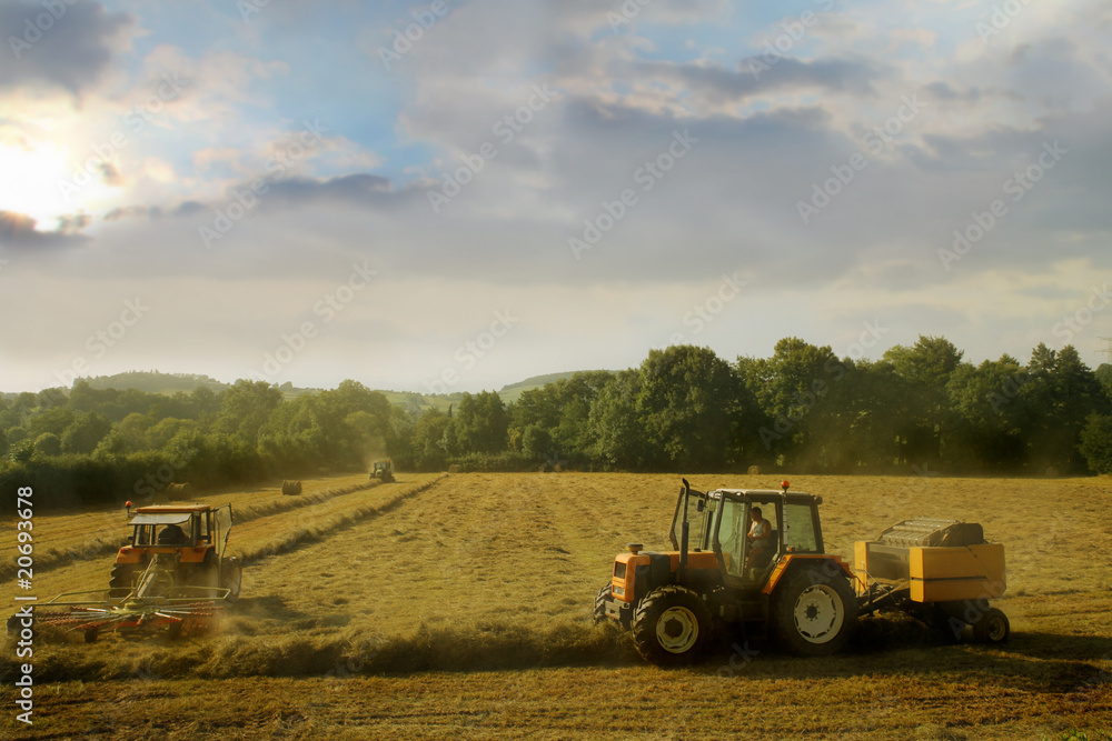 Fototapeta premium Cornfield