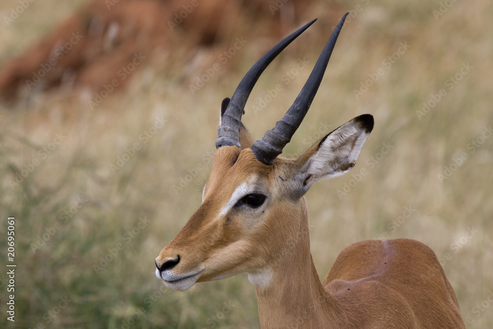 Impala maschio Tanzania Impala maschio Tanzania