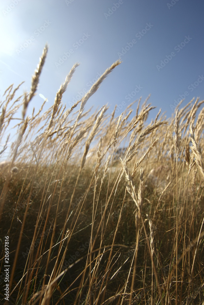 Fototapeta premium Wheat field