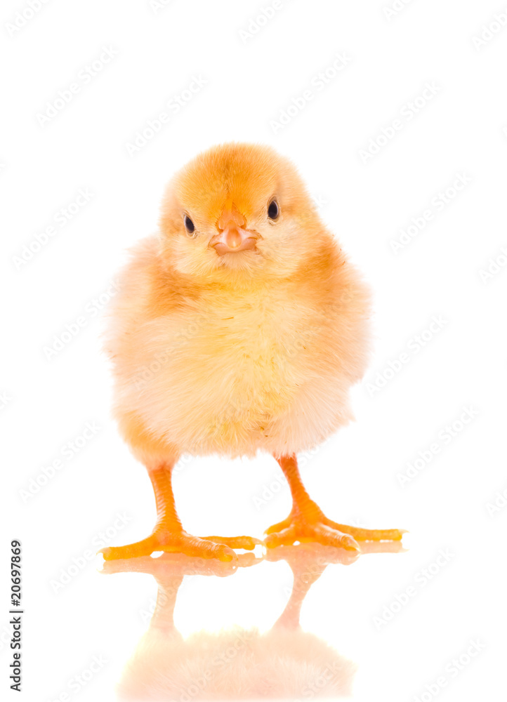 Obraz premium cute baby chicks
