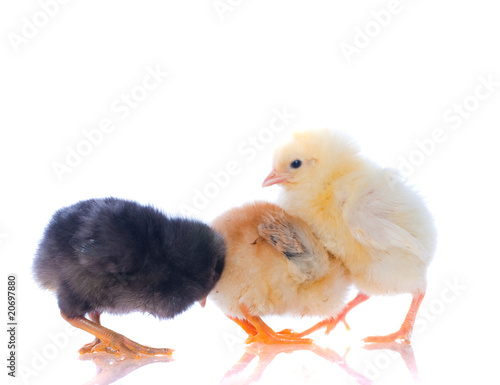 Wallpaper Mural cute baby chicks Torontodigital.ca