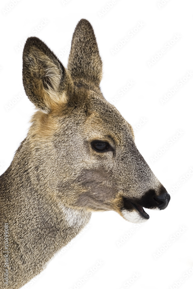 deer - roe head profile isolated